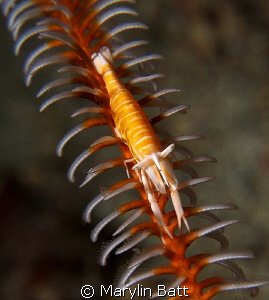 Cronoid Shrimp,  Anilao, Philippines. by Marylin Batt 